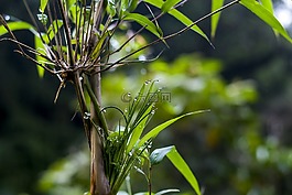 植物,葉,性質(zhì)