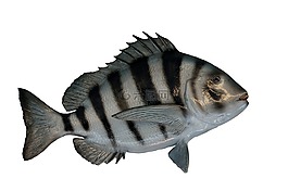 羊頭魚,裝載,taxidermy