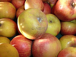 蘋果,boskoop,蘋果品種