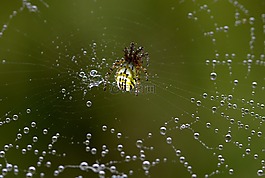 蜘蛛,蜘蛛網(wǎng),鉤