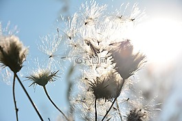 薊,種子,太陽