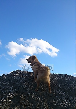金毛獵犬,男性,播放
