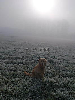 postkartenmotiv,金毛獵犬,狗