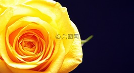 玫瑰,玫瑰綻放,花
