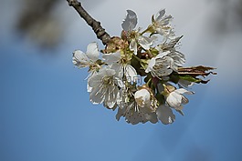 春,白,鮮花
