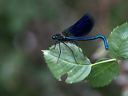 蜻蜓,藍(lán)色,葉