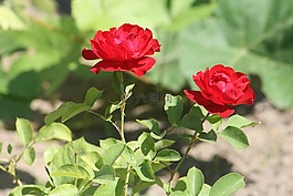 玫瑰,夏季,布盧姆