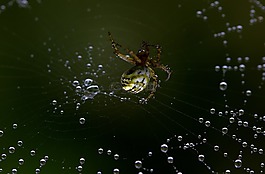 蜘蛛,蜘蛛網(wǎng),鉤