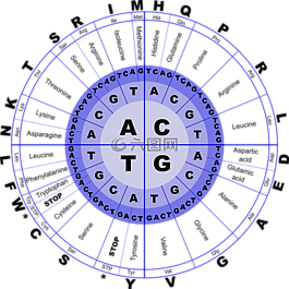 dna,氨基酸,生物学