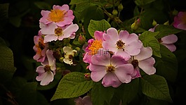 野花,雨點,蜜蜂