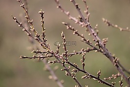 春天,芽,布卢姆