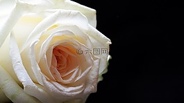 玫瑰,玫瑰綻放,花