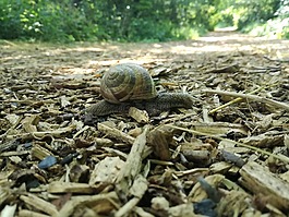 蝸牛,木材,森林
