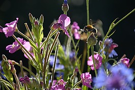 鮮花,蜜蜂,開花