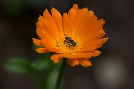 蜜蜂,花卉,金盏花