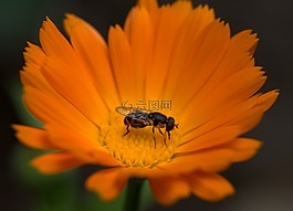 蜜蜂,花卉,金盞花