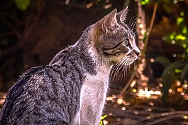 貓,寵物,貓科動物