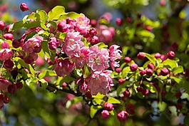 櫻花,開(kāi)花,詳細(xì)