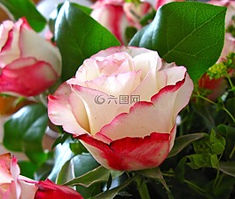 玫瑰,鲜花,红色白色