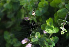 蜘蛛,web,自然
