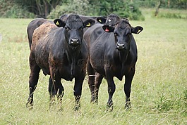 牛,牛肉,農(nóng)場(chǎng)動(dòng)物