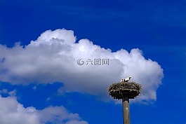 鹳,storchennest,鸟