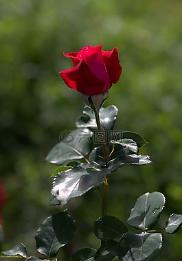 玫瑰,紅色,鮮花