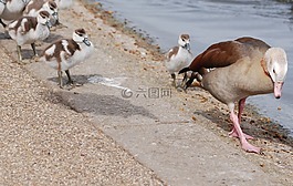 鵝,水禽,小鵝