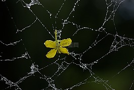 蜘蛛網(wǎng),花瓣,黃色