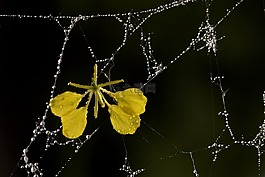 蜘蛛網(wǎng),花瓣,黃色