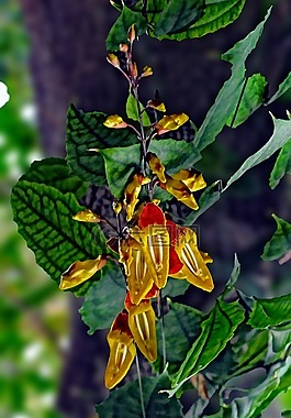 蘭花,花,植物