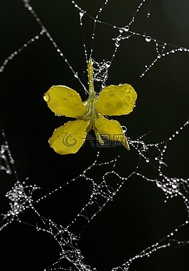 蜘蛛網(wǎng),花瓣,黃色