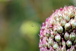 花卉,粉紅色,繡球花
