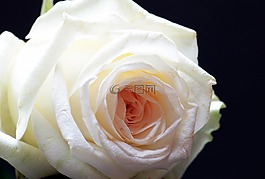 玫瑰,玫瑰綻放,花