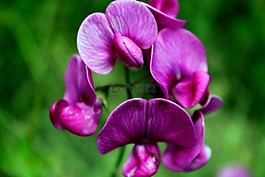 花卉,蘭花,綻放