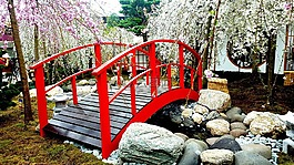 橋,櫻花,景觀