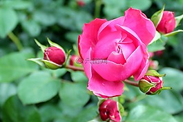鮮花,綻放,粉紅色的玫瑰