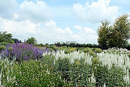 appeltern,性質(zhì),景觀
