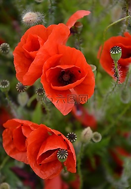 罌粟,klatschmohn,紅罌粟