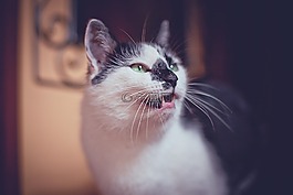 貓,動物,雄貓