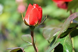 玫瑰,紅色,花