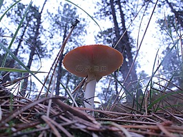 蘑菇,秋季,性質(zhì)