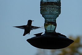 蜂鳥,在飛行,進紙器