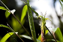 植物,性質(zhì),葉