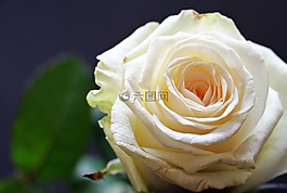 玫瑰,玫瑰綻放,花
