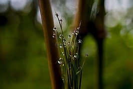 滴的水,性質(zhì),葉