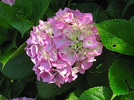 繡球花,粉色,葉