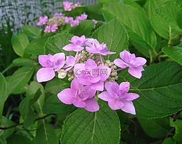 繡球花,粉色,葉