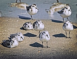 鳥,自然,野生動物