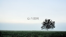 自然,霧,天空